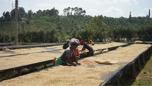 ケニア生産国訪問　〜現地で見る現状と私たちが産地へ行く理由〜