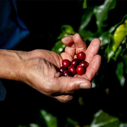 コーヒーにまつわる”透明性”について考える
